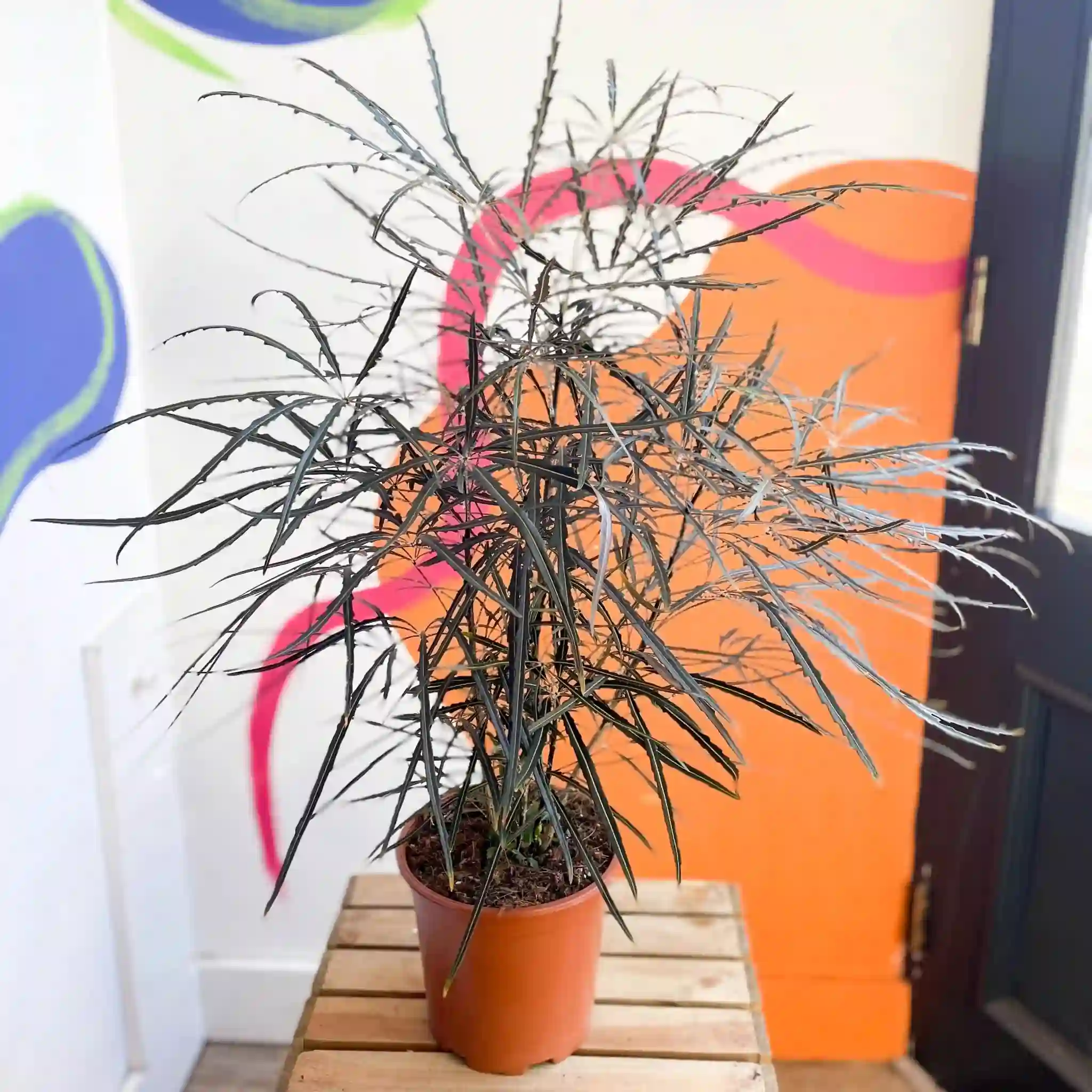 Falsa Aralia